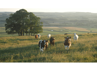Agriculture
